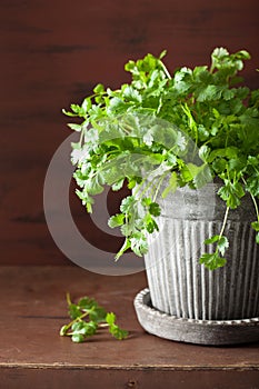 Fresh cilantro herb in pot