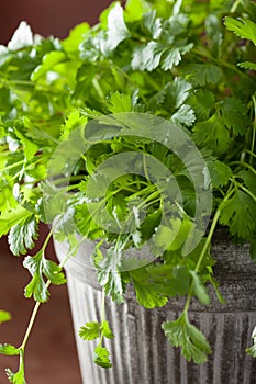 Fresh cilantro herb in pot