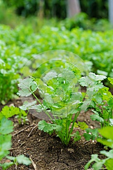 Fresh cilantro leaves and plants in organic planting plots