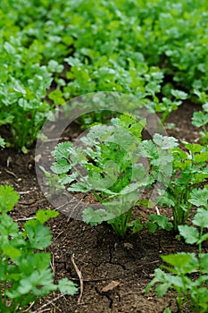 Fresh cilantro leaves and plants in organic planting plots