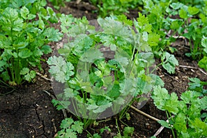 Fresh cilantro leaves and plants in organic planting plots