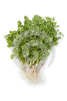 Fresh cilantro with roots
