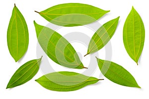 Fresh cinnamon leaves isolated on the white background, top view