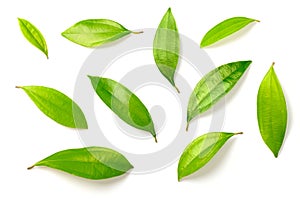 Fresh cinnamon leaves isolated on the white background, top view