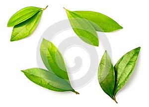 Fresh cinnamon leaves isolated on the white background, top view