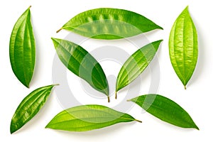 Fresh cinnamon leaves isolated on the white background, top view