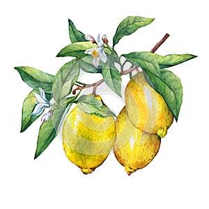 Fresh citrus fruit lemon on a branch with fruits, green leaves, buds and flowers.