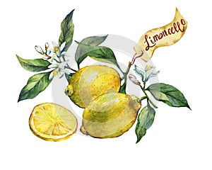 Fresh citrus fruit lemon on a branch with fruits, green leaves, buds and flowers. Label in sketch style.