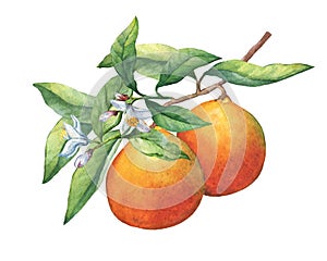 Fresh citrus fruit oranges on a branch with fruits, green leaves, buds and flowers.