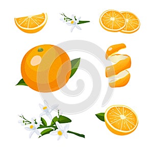 Fresh citrus fruits whole and halves. Oranges vector illustration