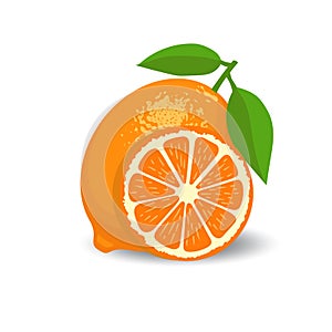 Fresh citrus whole and halves vector
