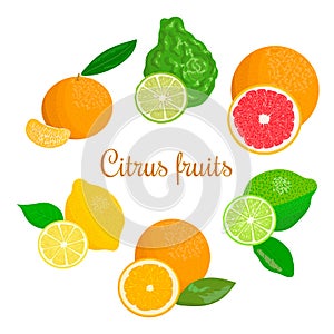 Fresh Citrus set. orange, lemon, lime, bergamot, tangerine and grapefruit