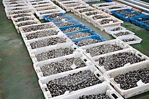 Fresh Clams on crates in the fish market