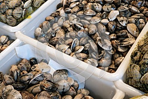 Fresh clams on crates for sale