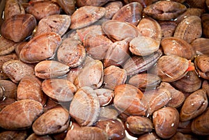 Fresh clams at a fish market