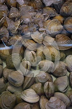 Fresh clams at the market