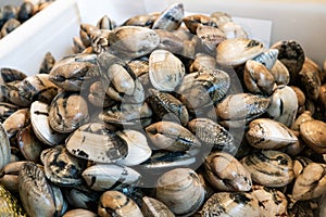 Fresh clams for sale