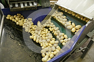 Fresh, cleaned and sorted potatoes on a conveyor belt