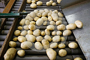 Fresh, cleaned and sorted potatoes on a conveyor belt