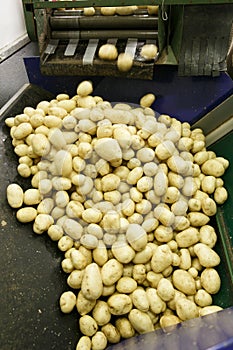 Fresh, cleaned and sorted potatoes on a conveyor belt