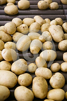 Fresh, cleaned and sorted potatoes on a conveyor belt