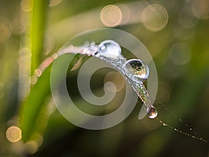 Fresh and clear dews with bokeh background