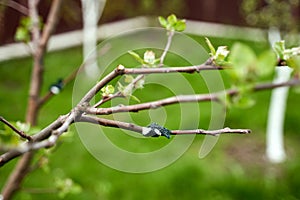 Fresh cleft graft on a young fruit tree in a spring garden