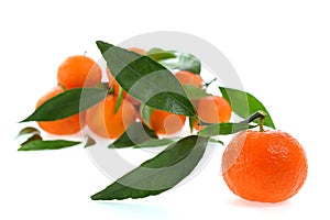 Fresh clementines organic farming, on a white background