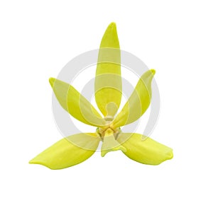 Fresh climbling ylang yellow flower in botany garden. Isolated on white background with clipping path. flora fragrant use in spa.