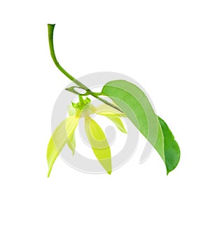 Fresh climbling ylang yellow flower hanging with green leaves. Isolated on white background and clipping path flora fragrant use i