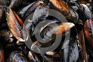 Fresh and closed organic mussel