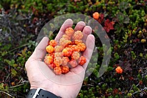 Fresh cloudberries in hand