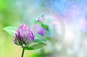 Fresh clover flower in nature, butterfly flies to a flower