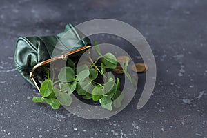 Fresh clover leaves from a green purse and gold coins are scattered on a dark background. St. Patrick`s Day concept. Copy space
