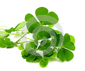 Fresh clover leaves over wooden background.