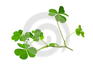 Fresh clover leaves over wooden background.