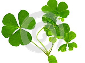 Fresh clover leaves over wooden background.