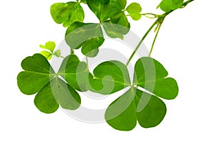 Fresh clover leaves over wooden background.