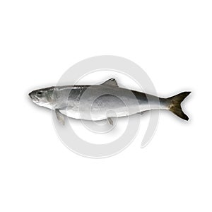 Fresh Clupea pallasii fish isolated on white background