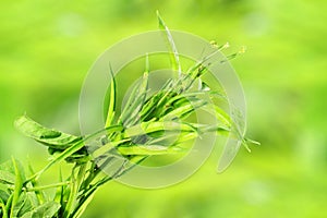 Fresh cluster bean or guar sing indian vegetable in unfocus background