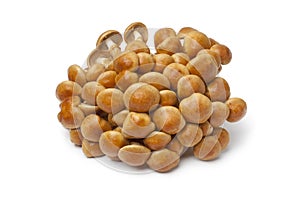 Fresh cluster of Nameko mushrooms