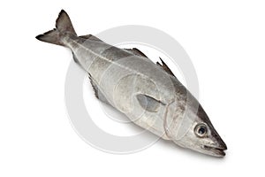Fresh coalfish fish