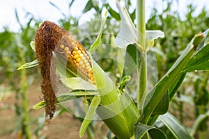 Fresh cob of ripe corn green field