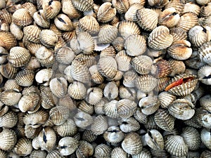 Fresh cockles (bivalve) in market