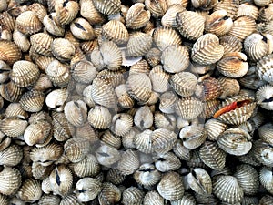 Fresh cockles (bivalve) in market photo