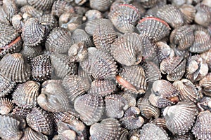 Fresh cockles or blood cockles