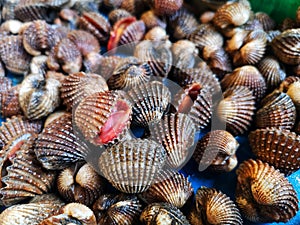 Fresh Cockles or Blood Cockles is delicious seafood for sell at wet market in Malaysia.