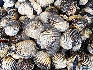 Fresh Cockles or Blood Cockles is delicious seafood for sell at wet market in Malaysia.