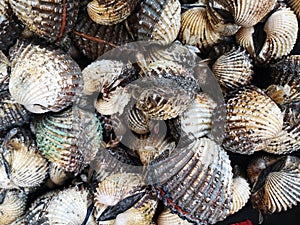 Fresh Cockles or Blood Cockles is delicious seafood for sell at wet market in Malaysia.