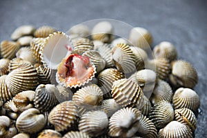 Fresh Cockles Shellfish Seafood dark background - raw blood cockle